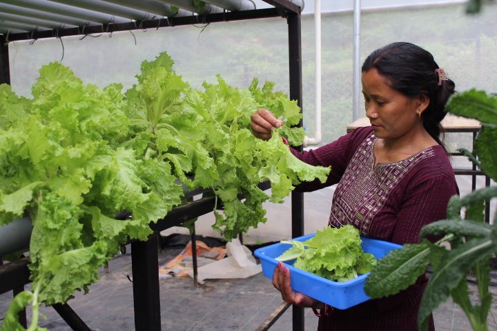 Ernte in einem von SOLVE Nepal geförderten Einkommensprojekt (Platzhalter)